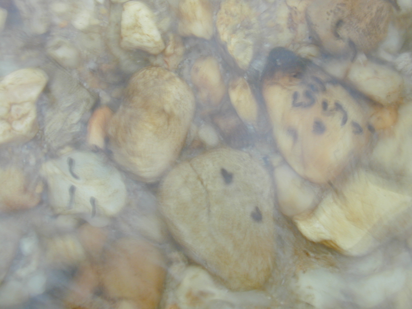 Field photo showing stream conditions at site ZEKI-012-S-2003-707