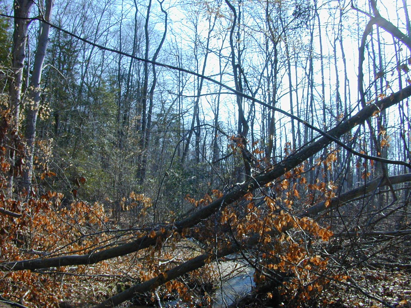 Field photo showing stream conditions at site ZEKI-104-R-2001-44