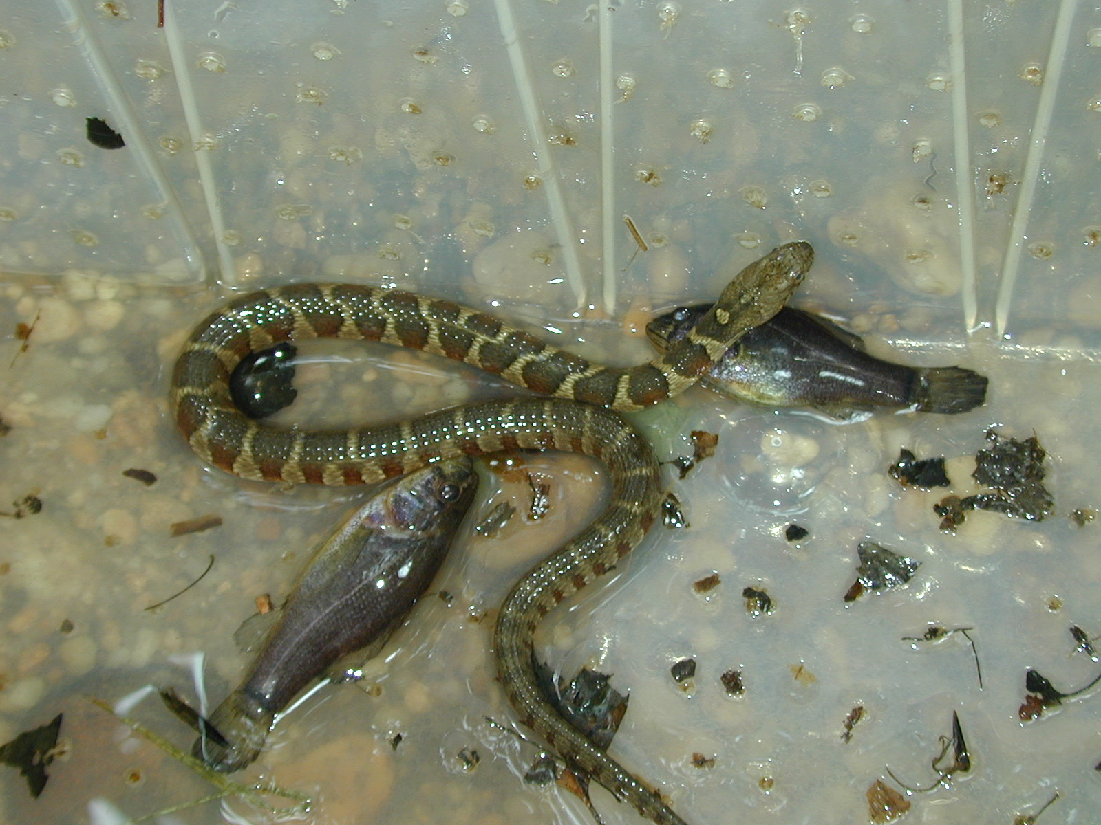 Field photo showing stream conditions at site ZEKI-104-R-2001-46