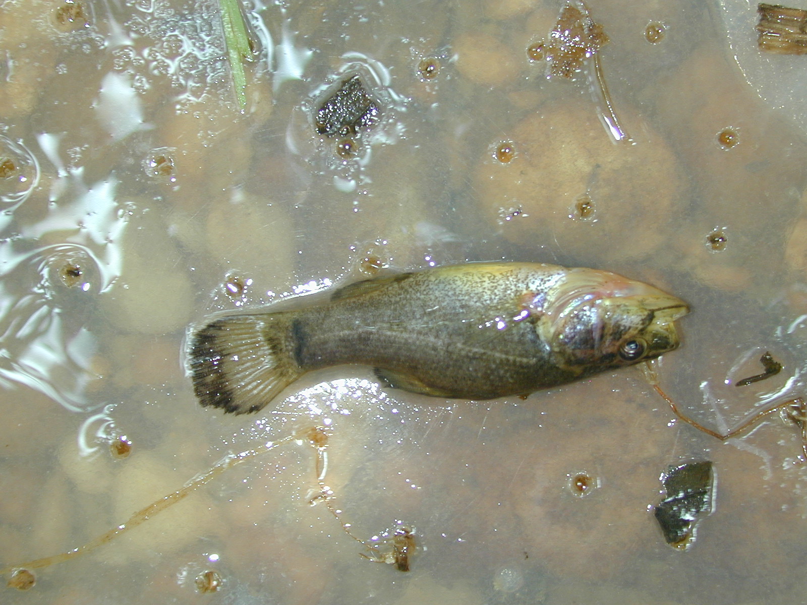 Field photo showing stream conditions at site ZEKI-104-R-2001-47