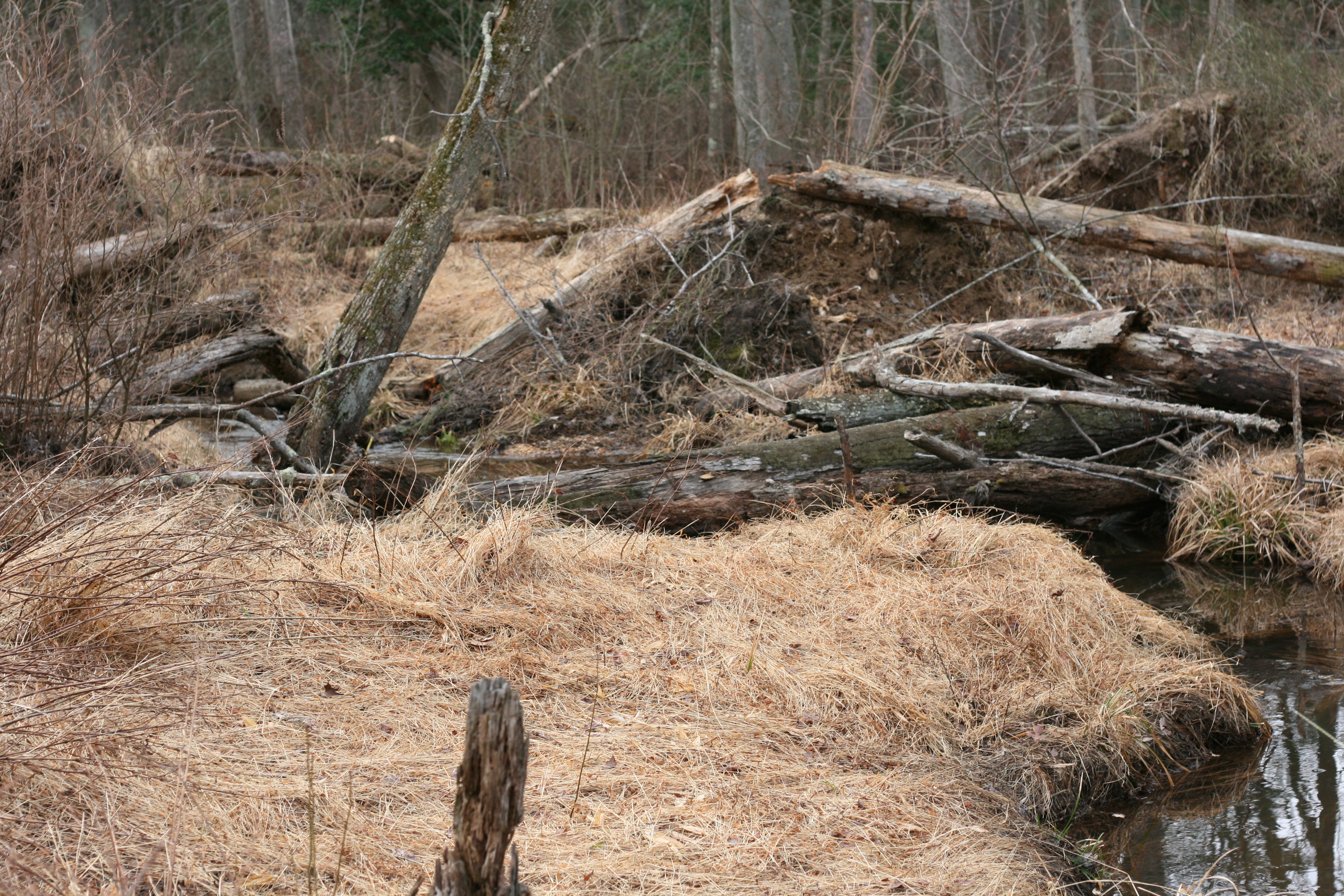 Field photo showing stream conditions at site ZEKI-107-R-2009-1