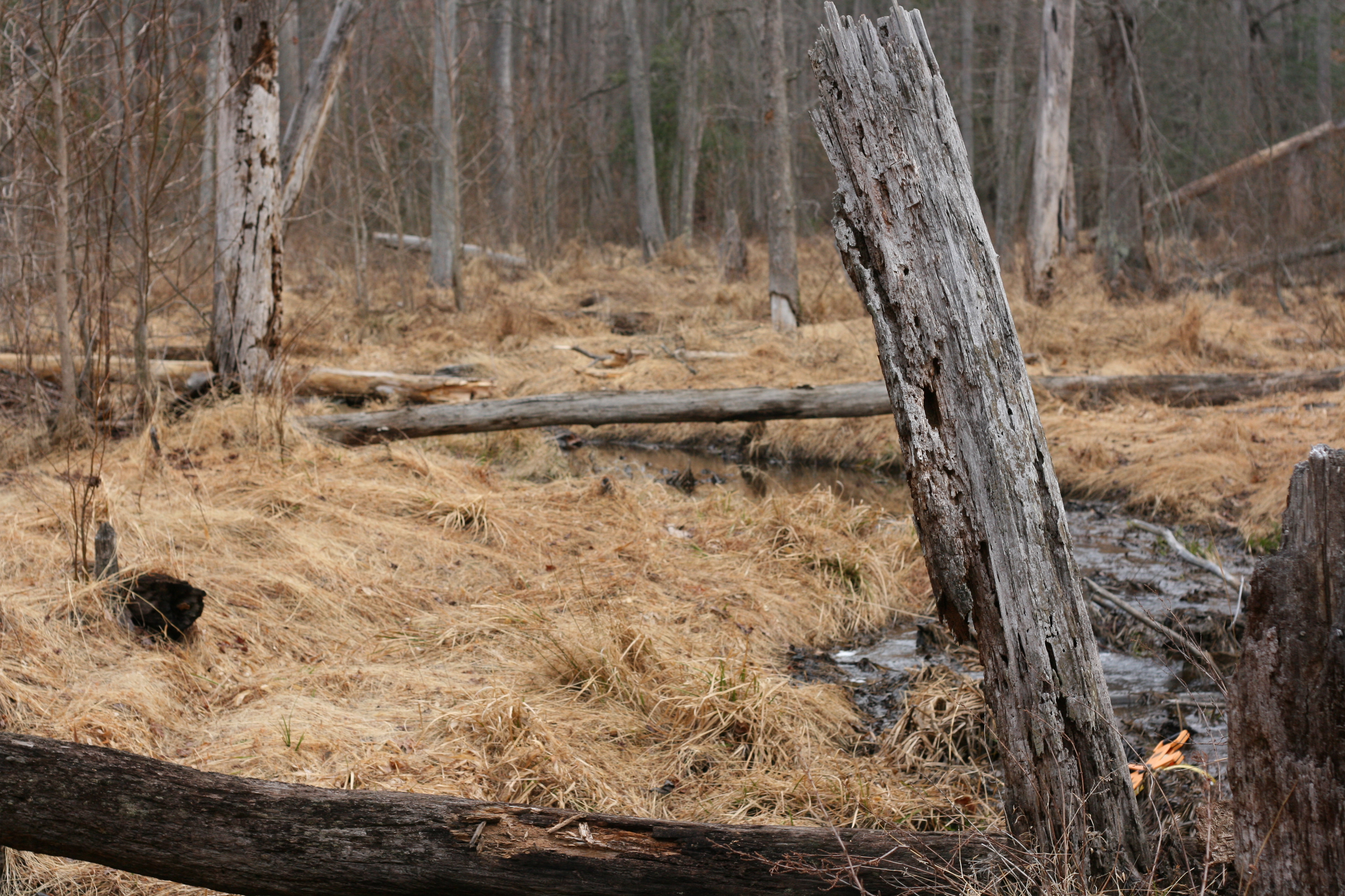 Field photo showing stream conditions at site ZEKI-107-R-2009-2