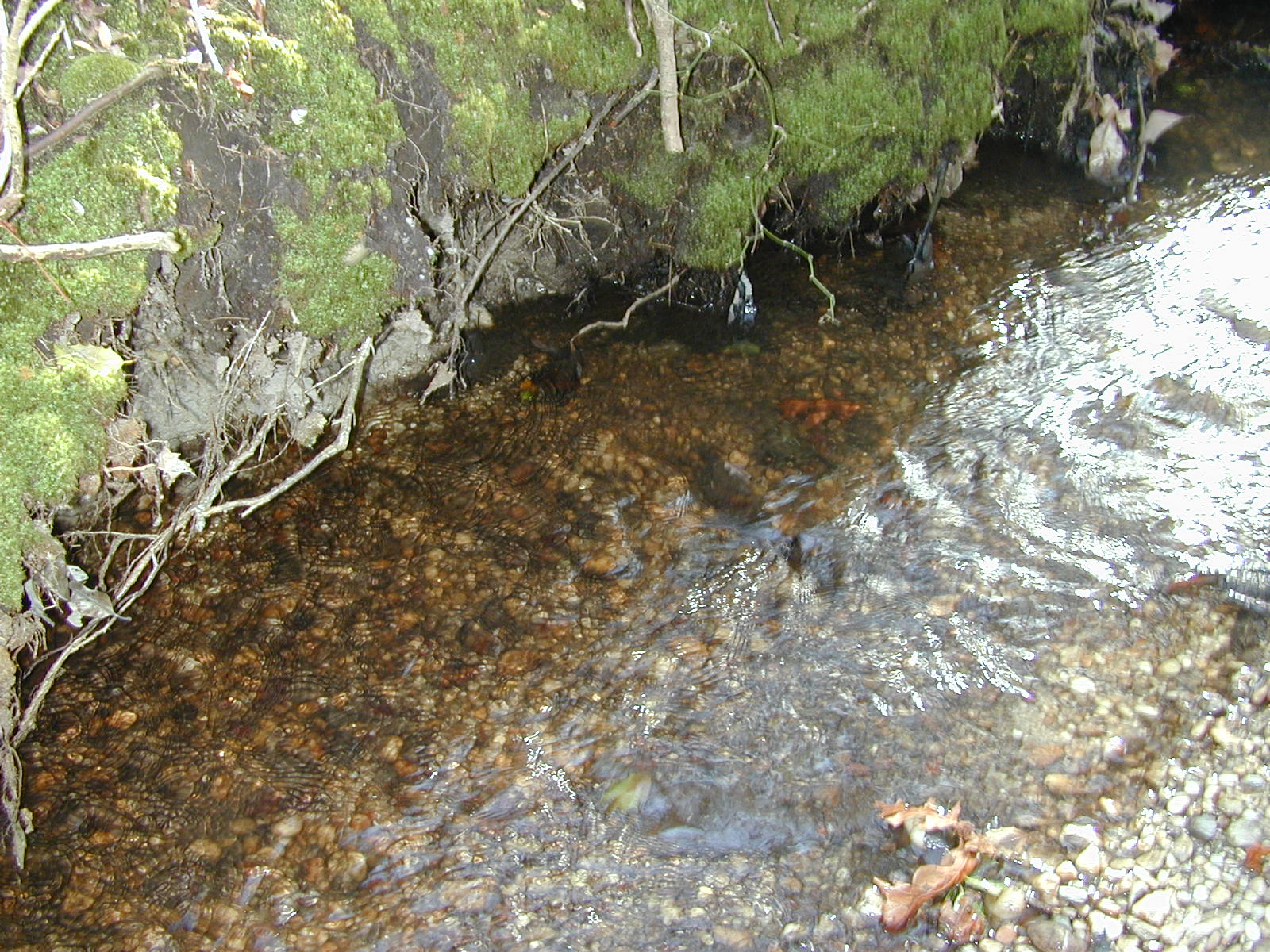 Field photo showing stream conditions at site ZEKI-116-R-2001-72