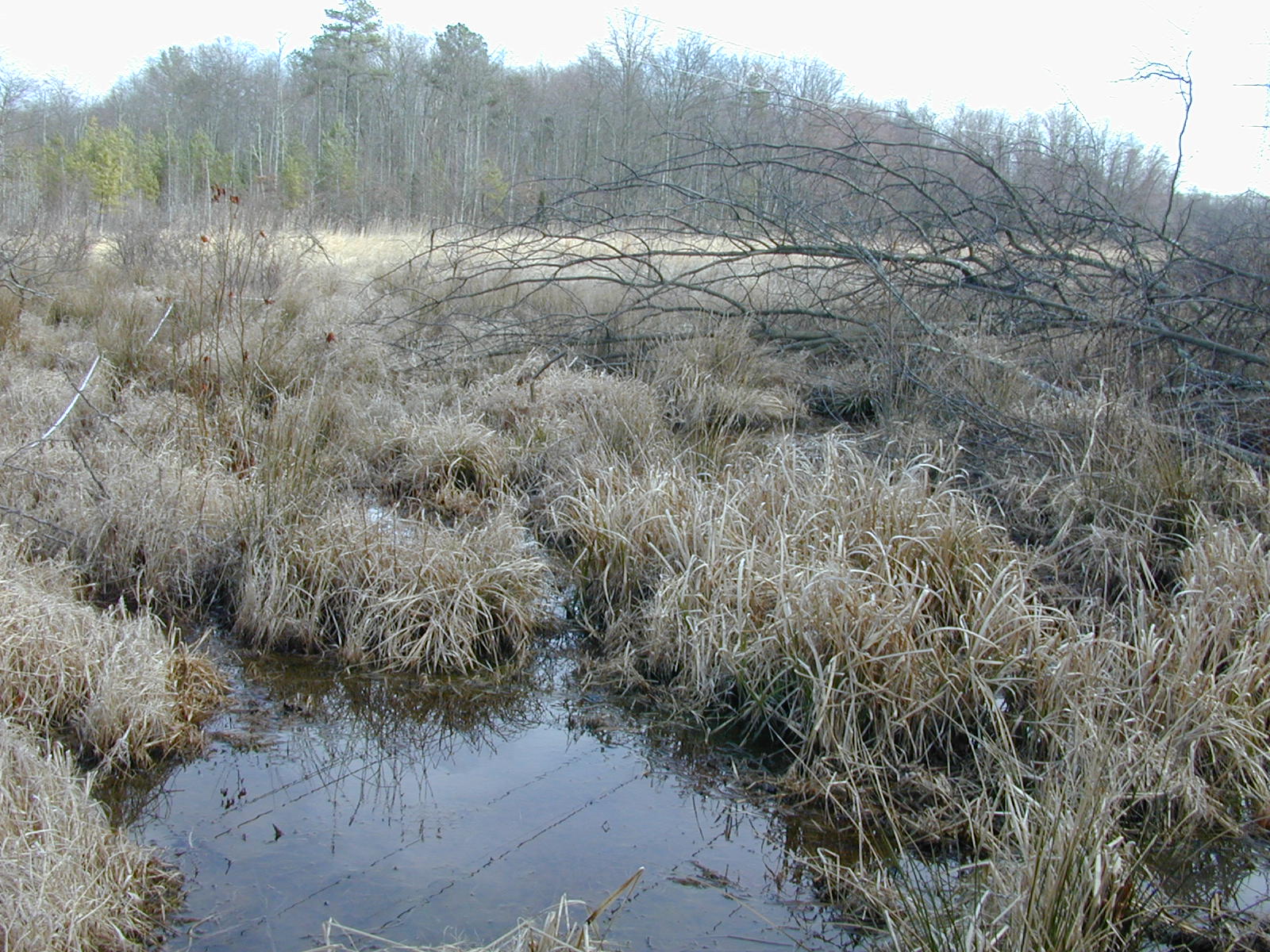 Field photo showing stream conditions at site ZEKI-118-R-2001-39