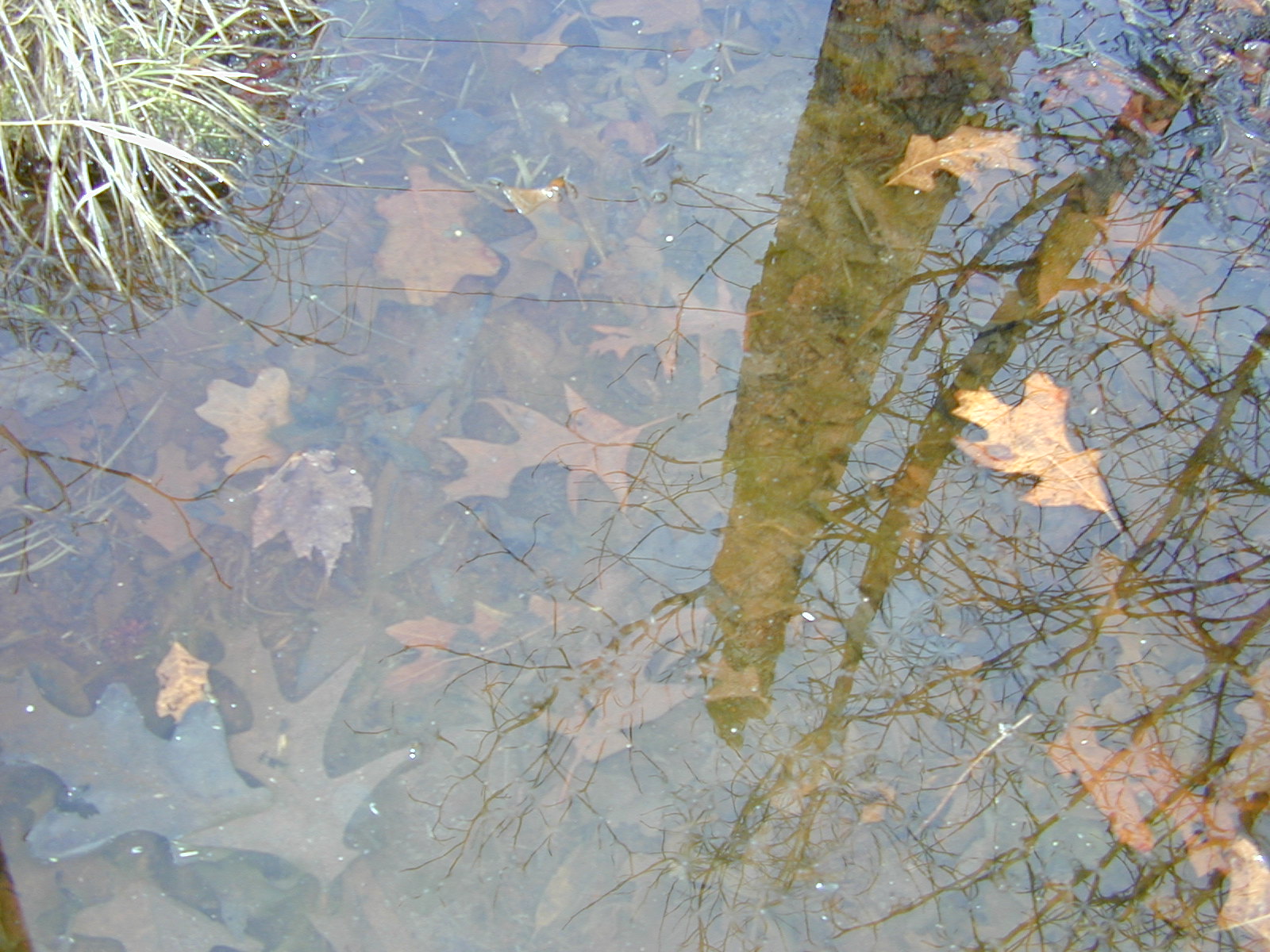 Field photo showing stream conditions at site ZEKI-118-R-2001-41