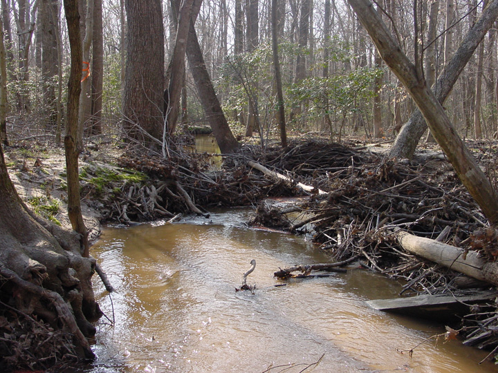 Field photo showing stream conditions at site ZEKI-201-A-2007-1