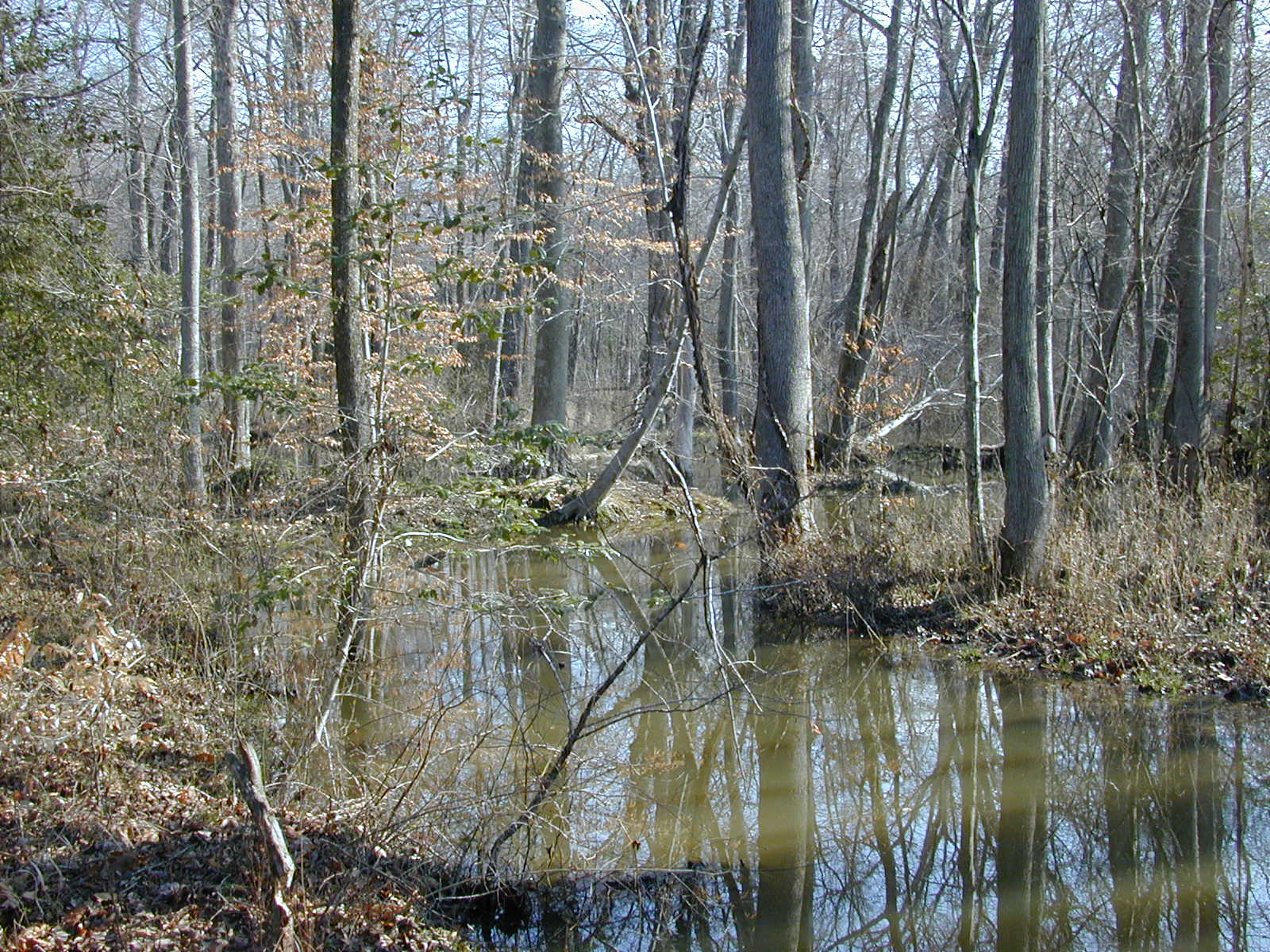 Field photo showing stream conditions at site ZEKI-302-R-2001-57