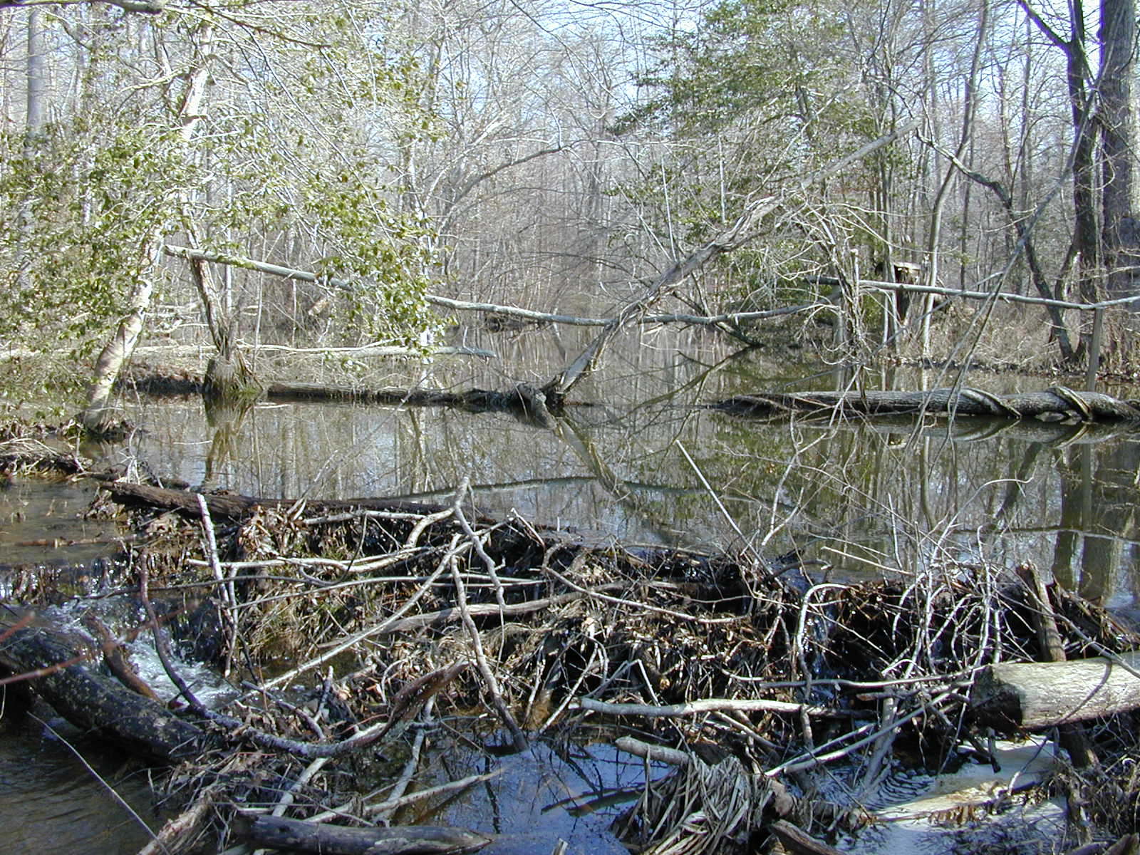 Field photo showing stream conditions at site ZEKI-302-R-2001-58