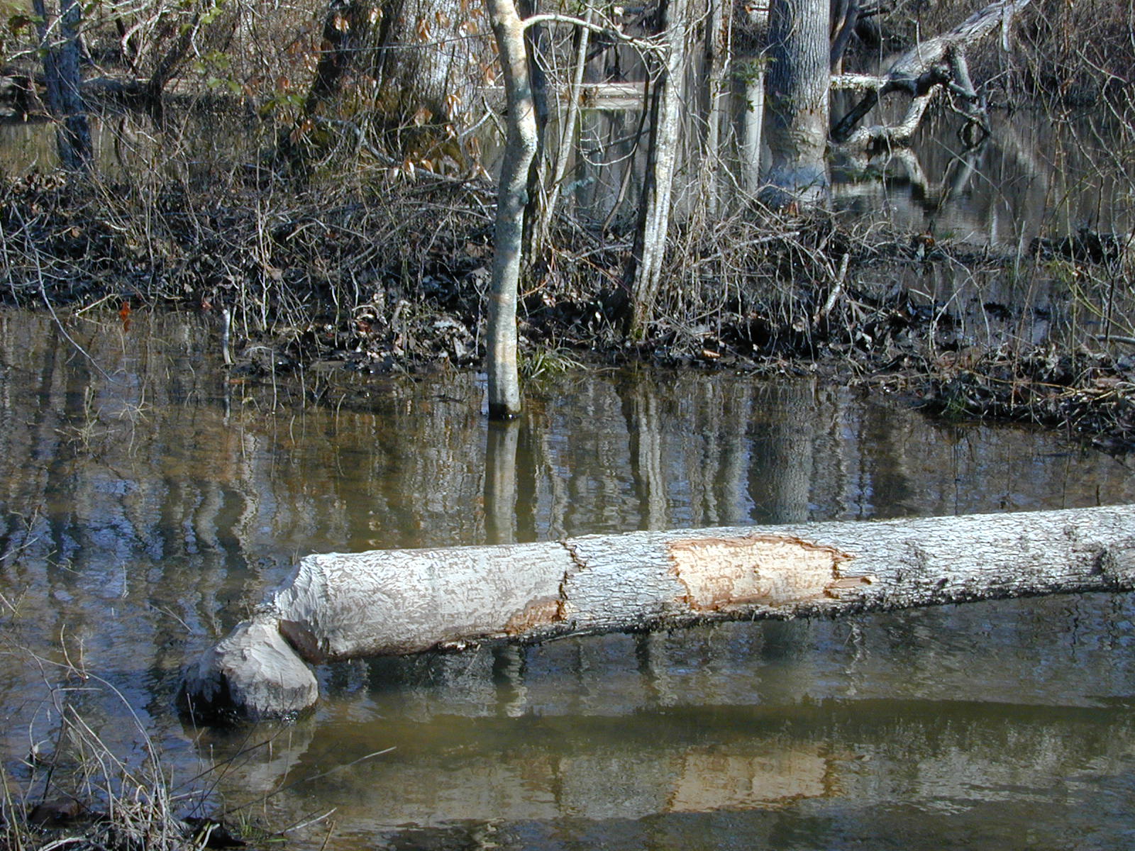 Field photo showing stream conditions at site ZEKI-302-R-2001-60