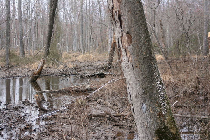 Field photo showing stream conditions at site ZEKI-303-X-2011-1