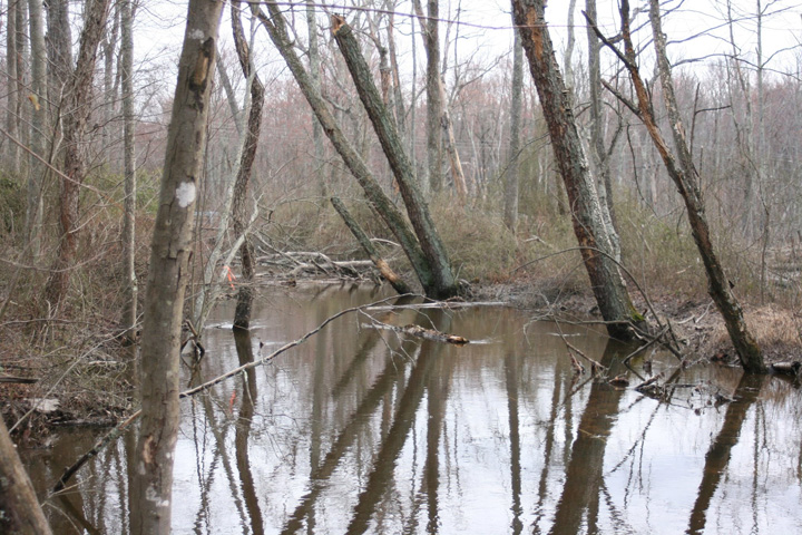 Field photo showing stream conditions at site ZEKI-303-X-2011-2