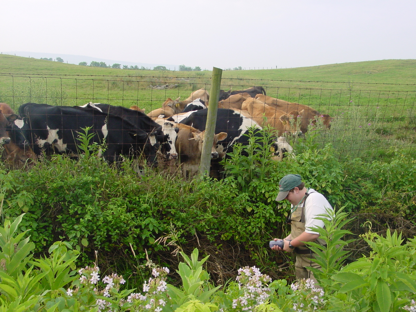 Cows standing in a stream at a site with high agricultural land use.