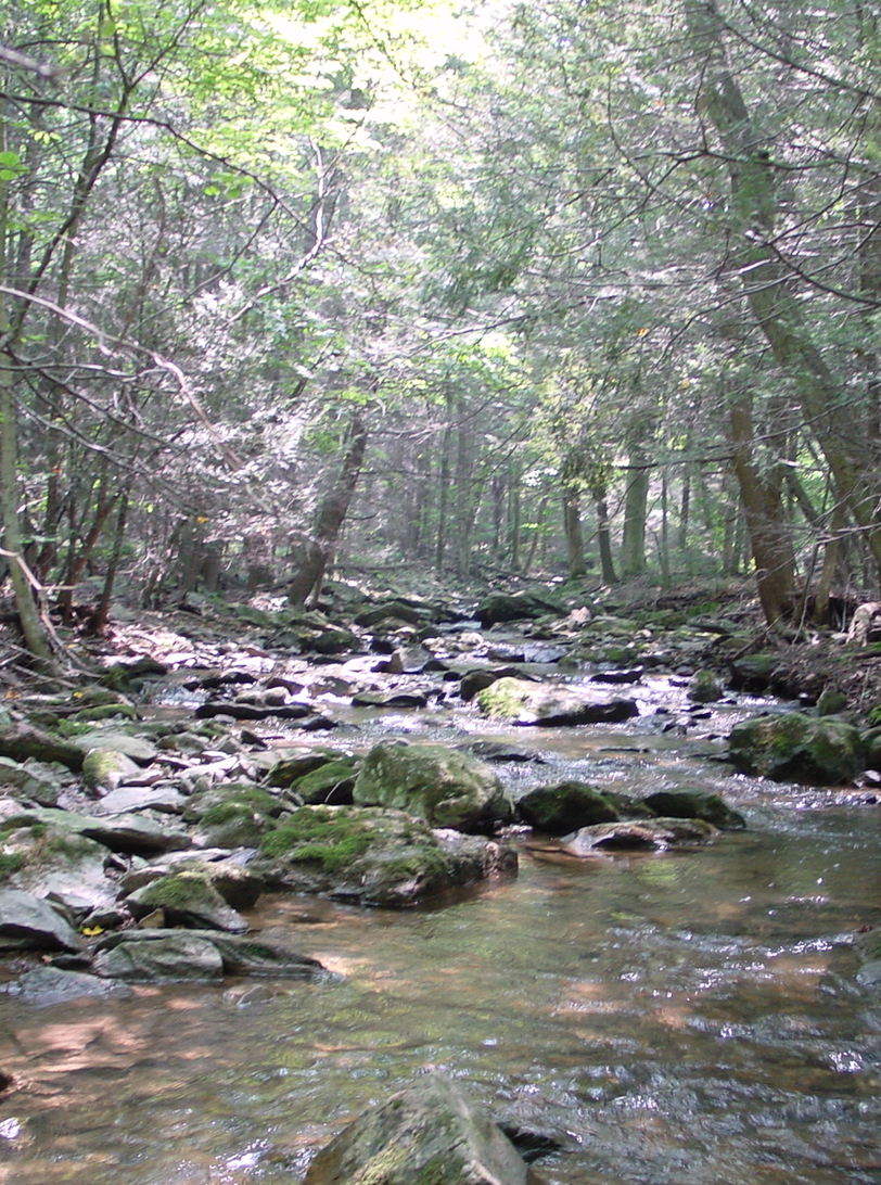 A stream flowing through a densely forested area.