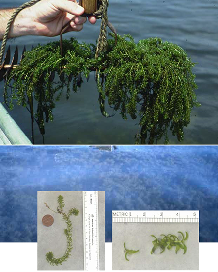 common waterweed photos