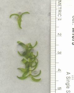 common waterweed whorl image