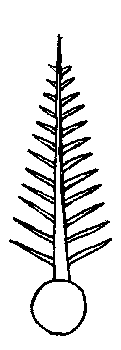 compound leaf diagram