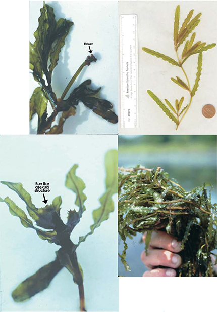 Curly Pondweed images