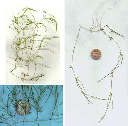 horned pondweed images