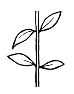 image of opposite leaf