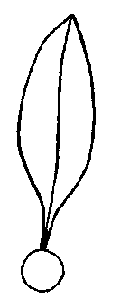 simple leaf diagram