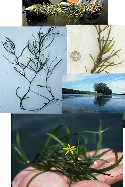 water stargrass images