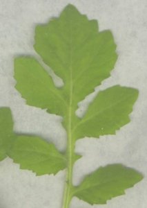 watercress leaf